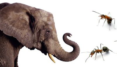 Life of an Elephant and a Kunthu (insect)