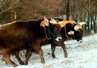 Old oxen